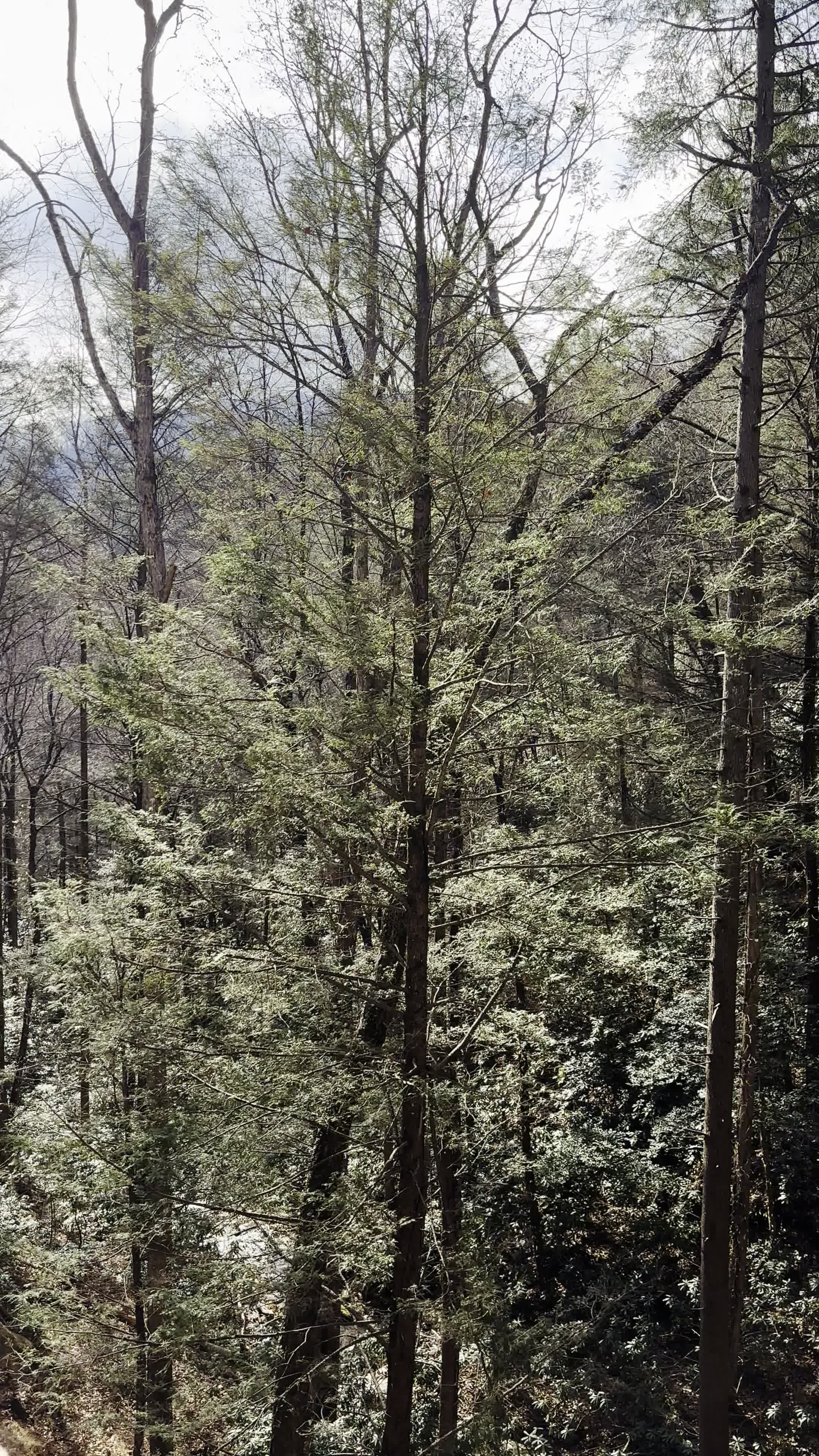 mountains
