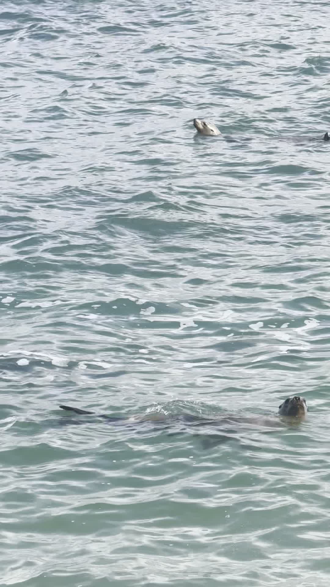 La Jolla Cove