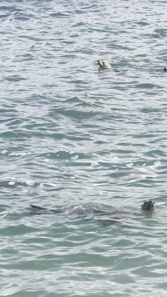 La Jolla Cove