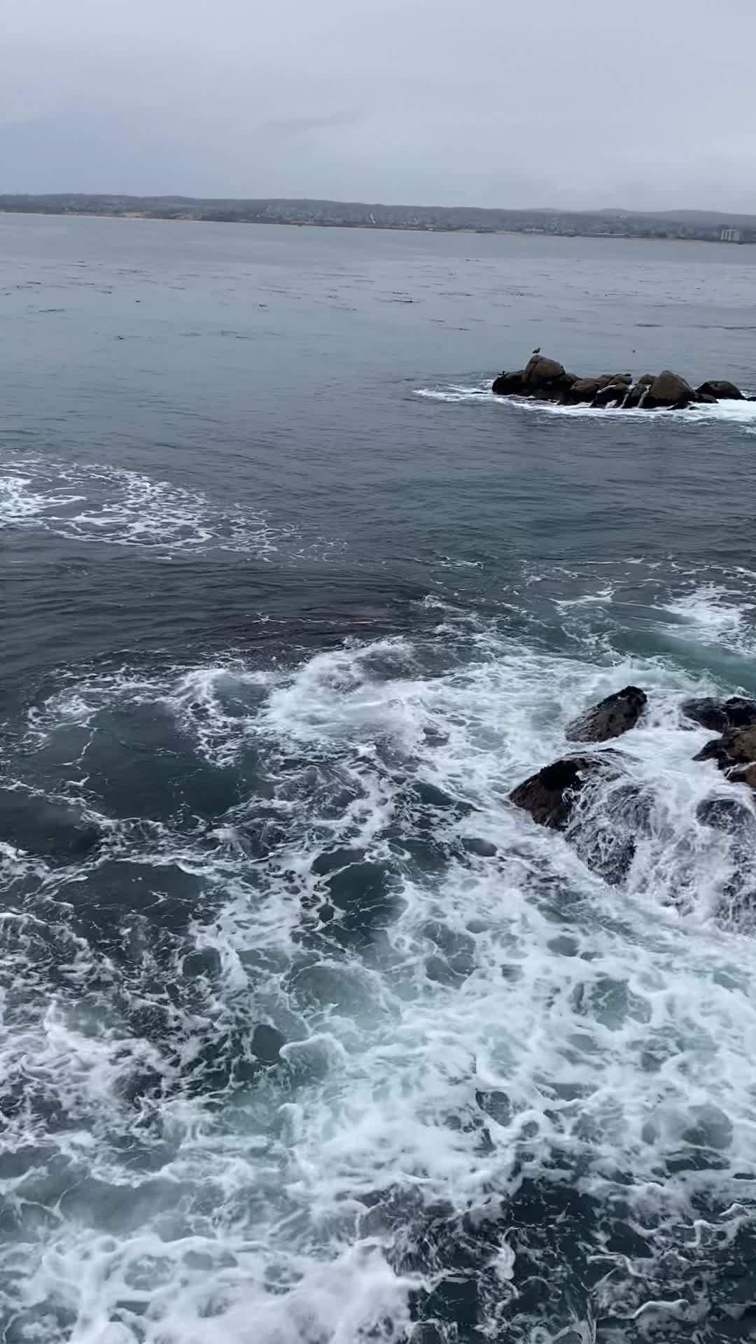 Monterey Bay Aquarium