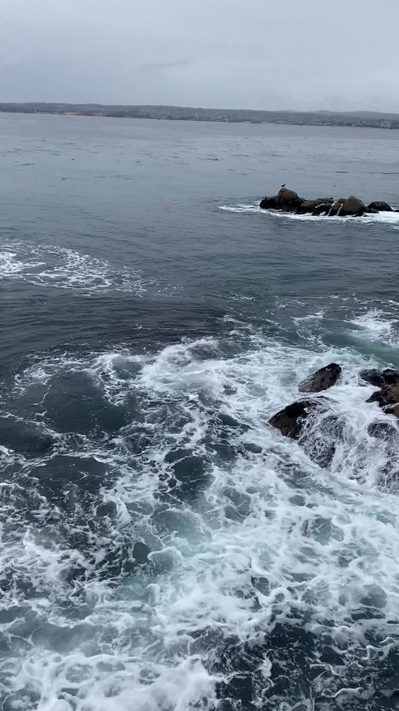 Monterey Bay Aquarium