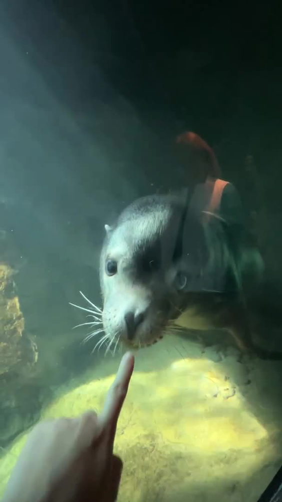 Aquarium of the Pacific