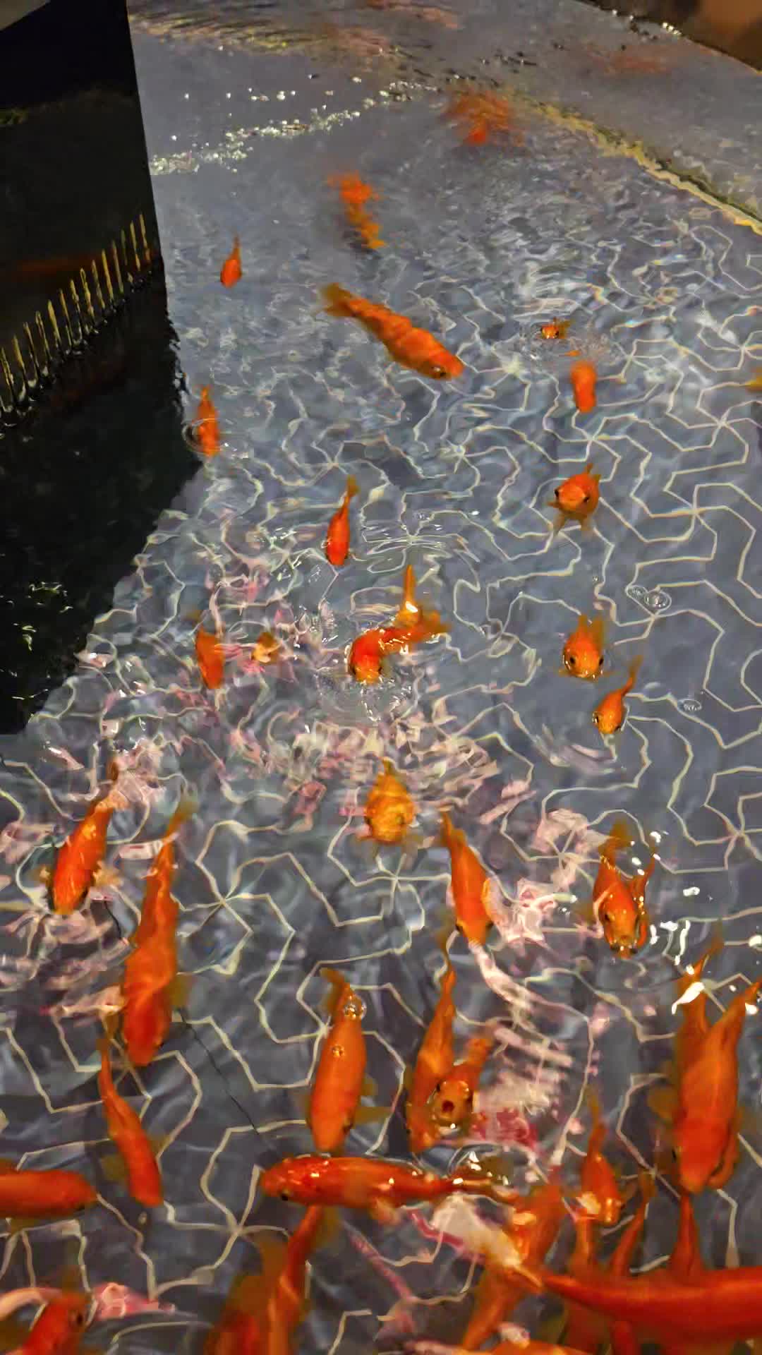 Video review of Sumida Aquarium (すみだ水族館)