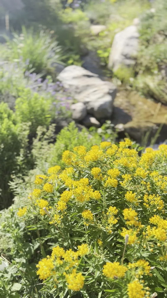 Denver Botanic Gardens