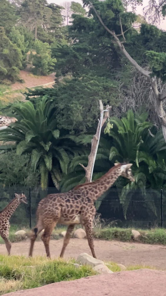 Santa Barbara Zoo