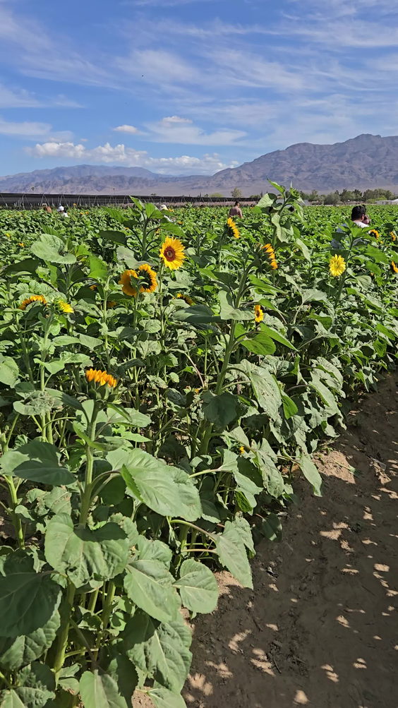 Gilcrease Orchard
