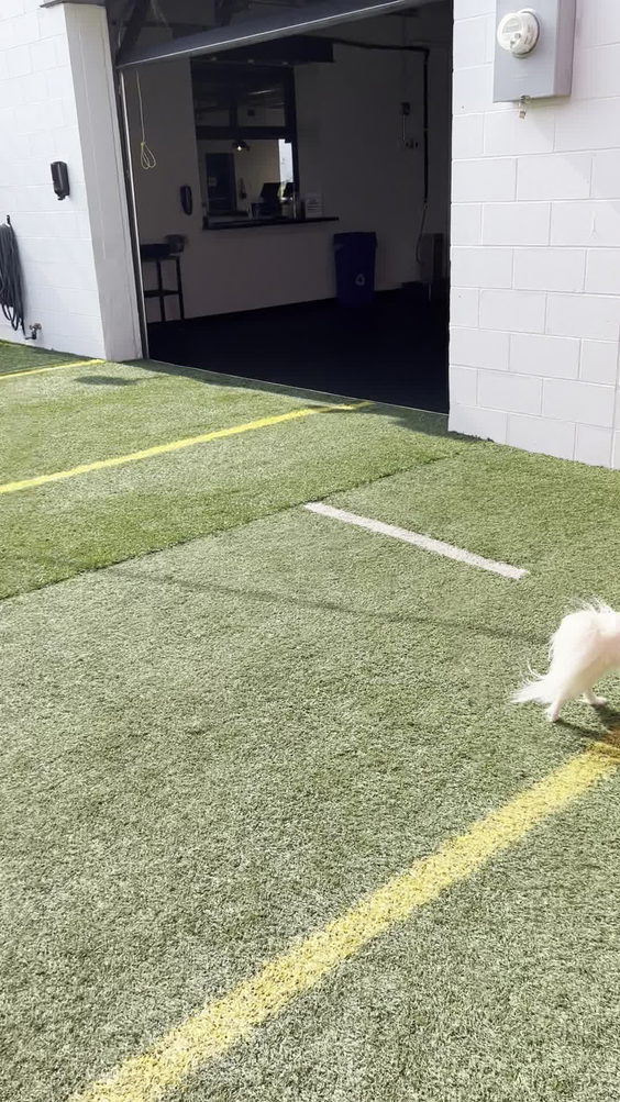 Off Leash Dog Bar