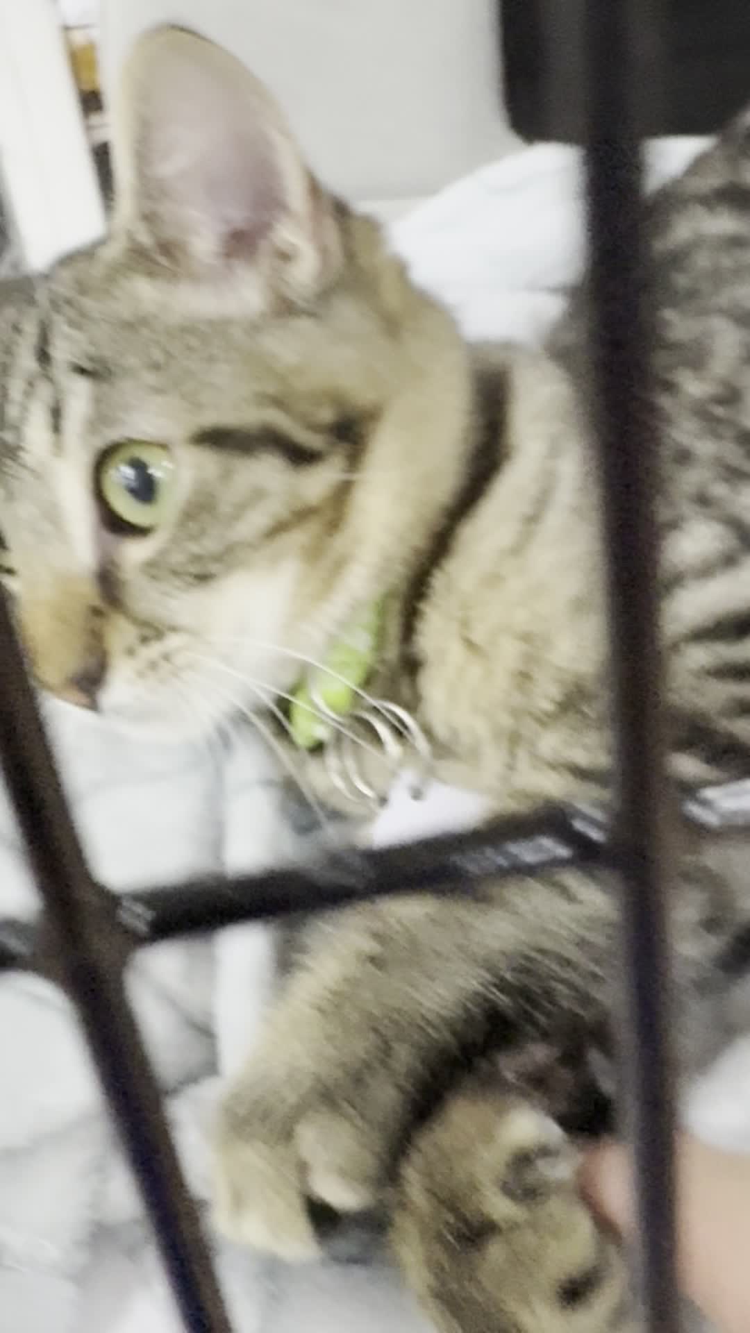 Video review of Panera Bread