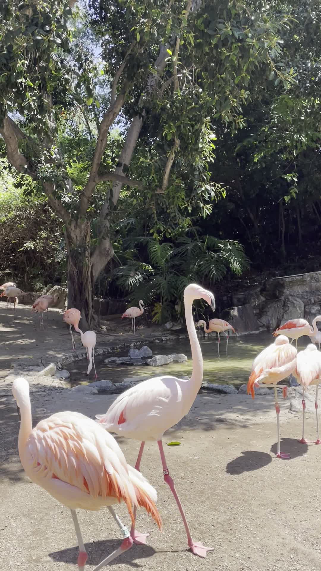 Video review of Los Angeles Zoo & Botanical Gardens