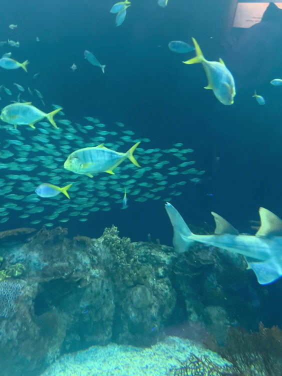 Shedd Aquarium