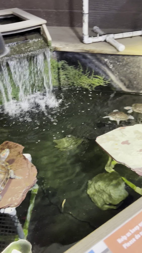 That Fish Place - That Pet Place