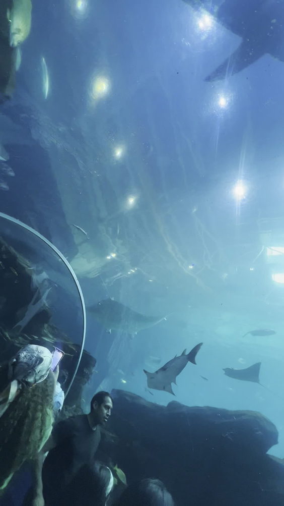 Aquarium Bus Line