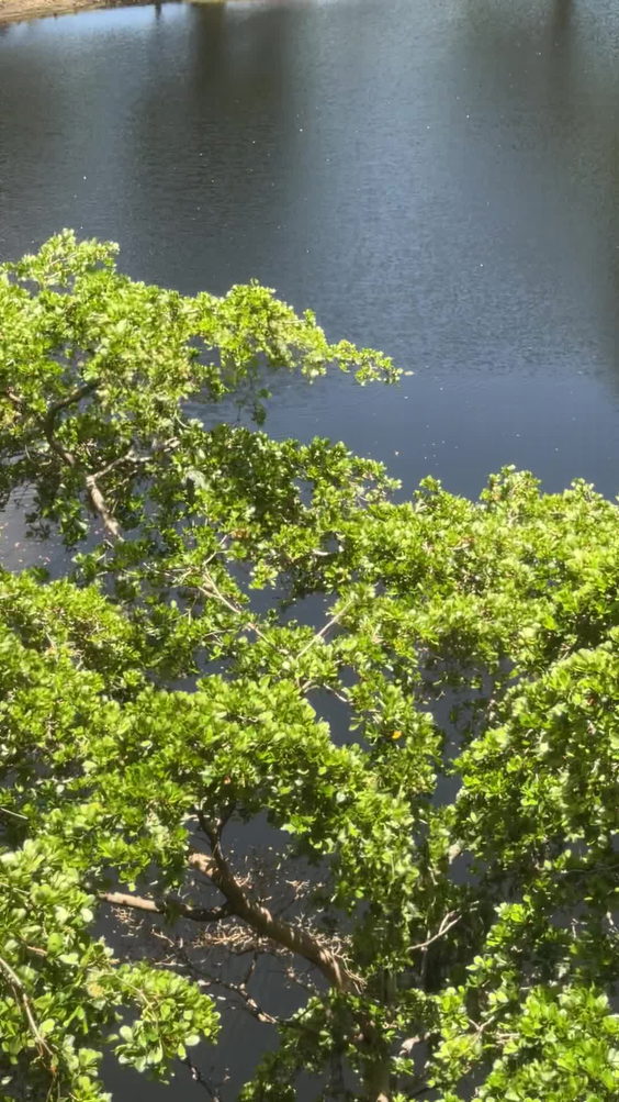 Cypress Bend Bird Sanctuary