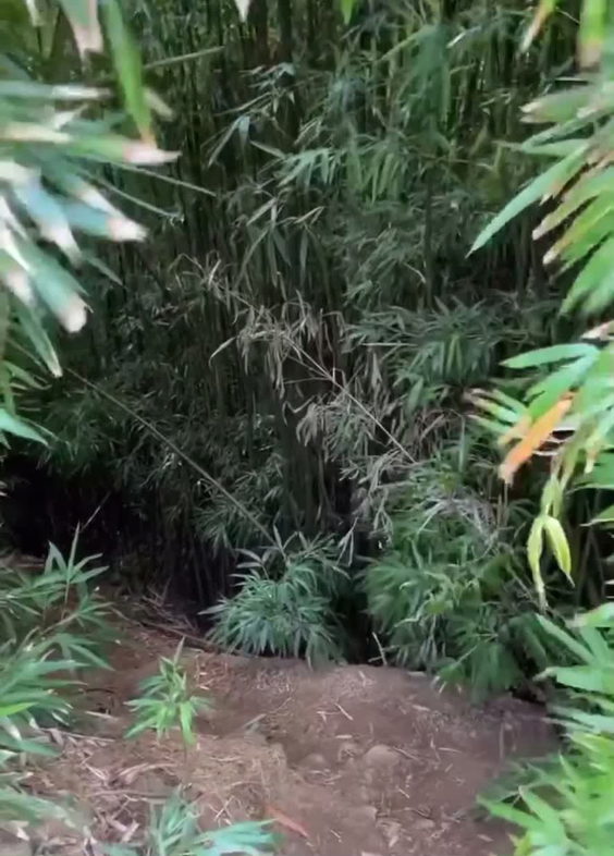 Garden Of Eden