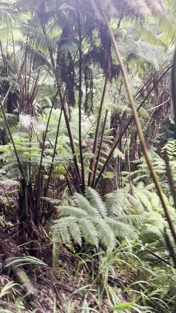 Akaka Falls State Park
