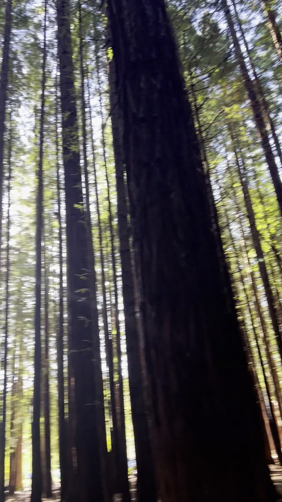 Redwoods Treewalk