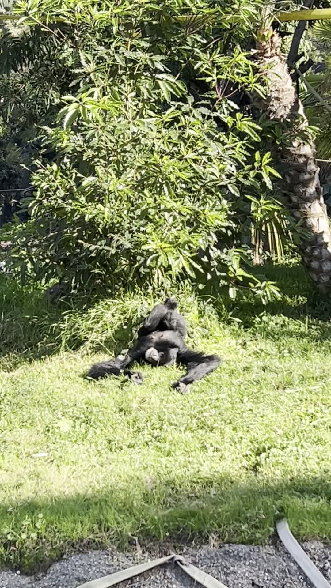 Video review of Oakland Zoo