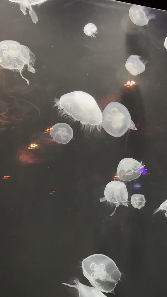 Newport Aquarium