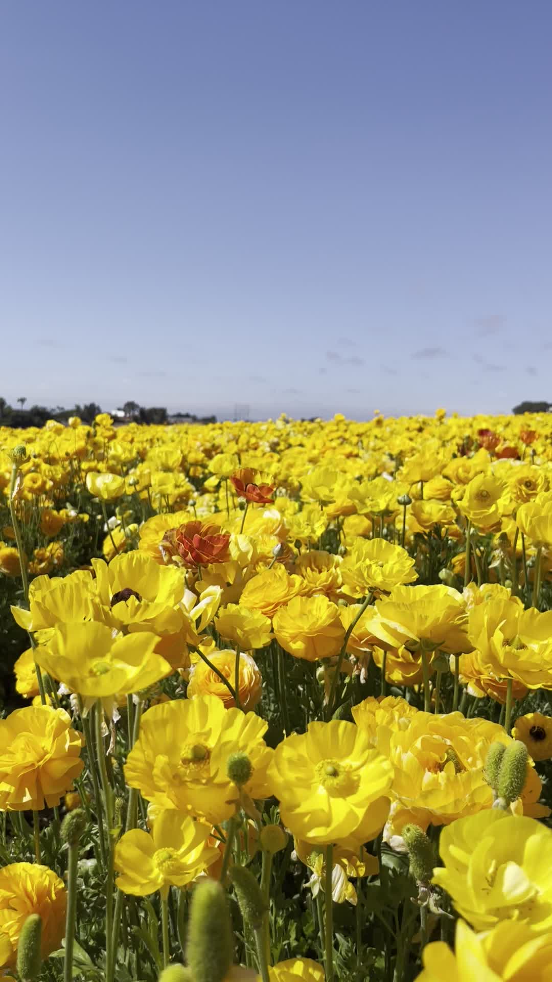 Carlsbad Flower Fields
