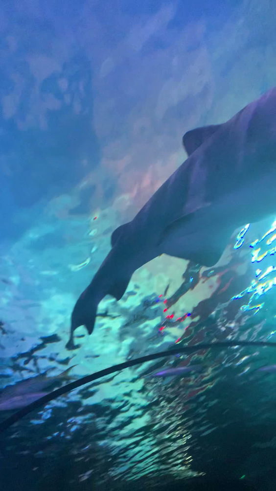 Ripley's Aquarium of Myrtle Beach