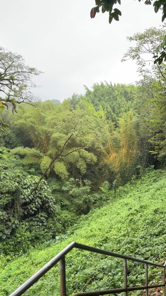 Akaka Falls State Park