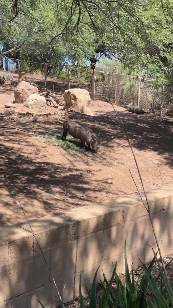 Video review of Phoenix Zoo