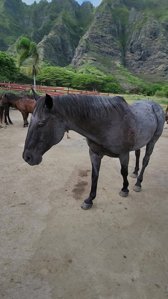 Kualoa Regional Park