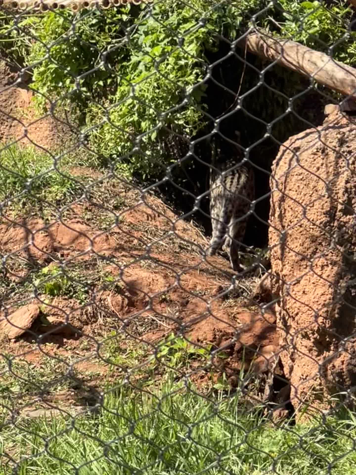Cat Forest