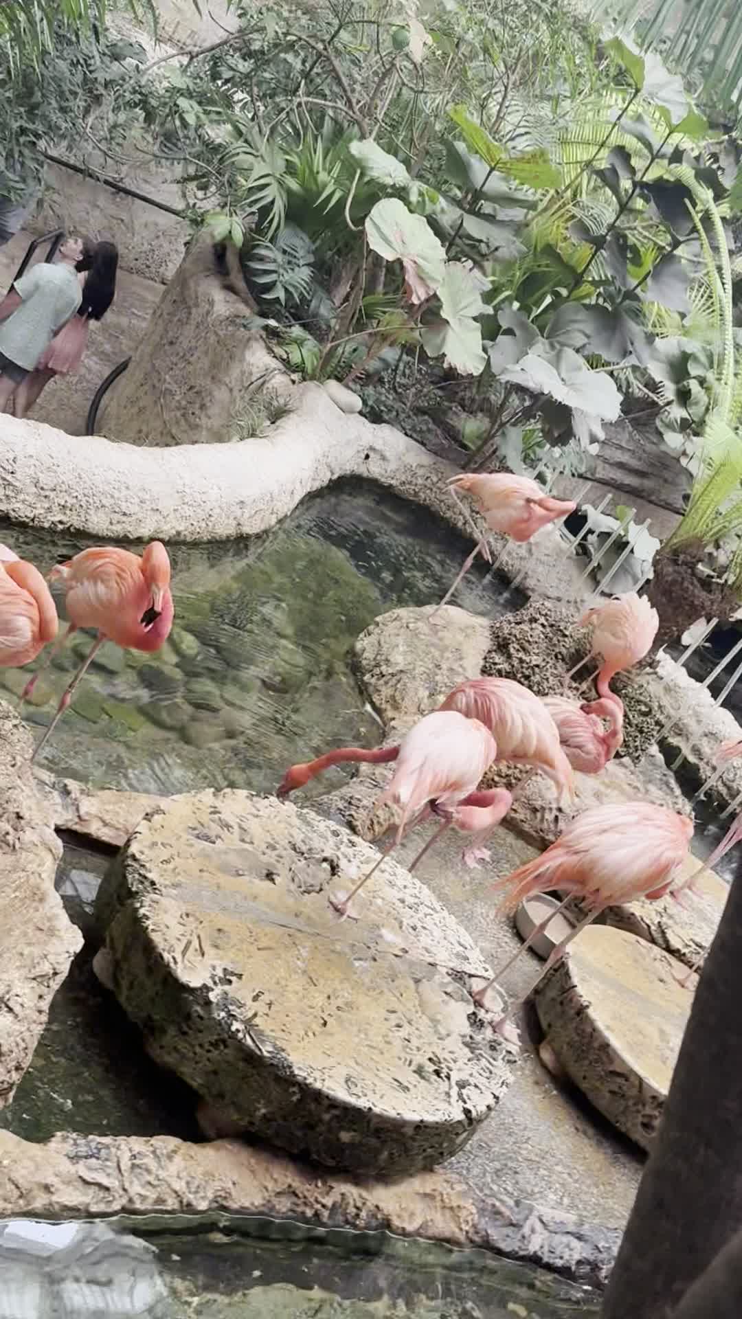 Video review of Dallas World Aquarium