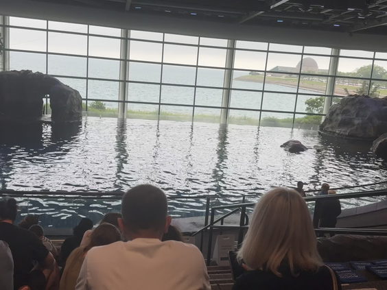 Dolphins @ The Shedd