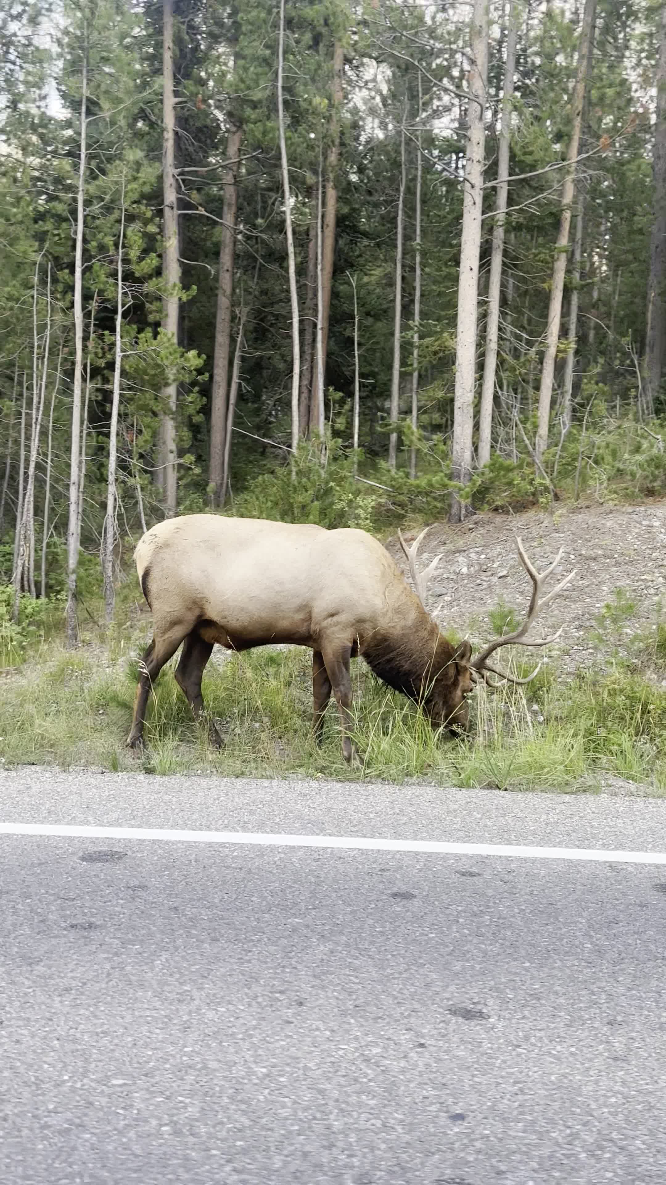 Yellowstone National Park