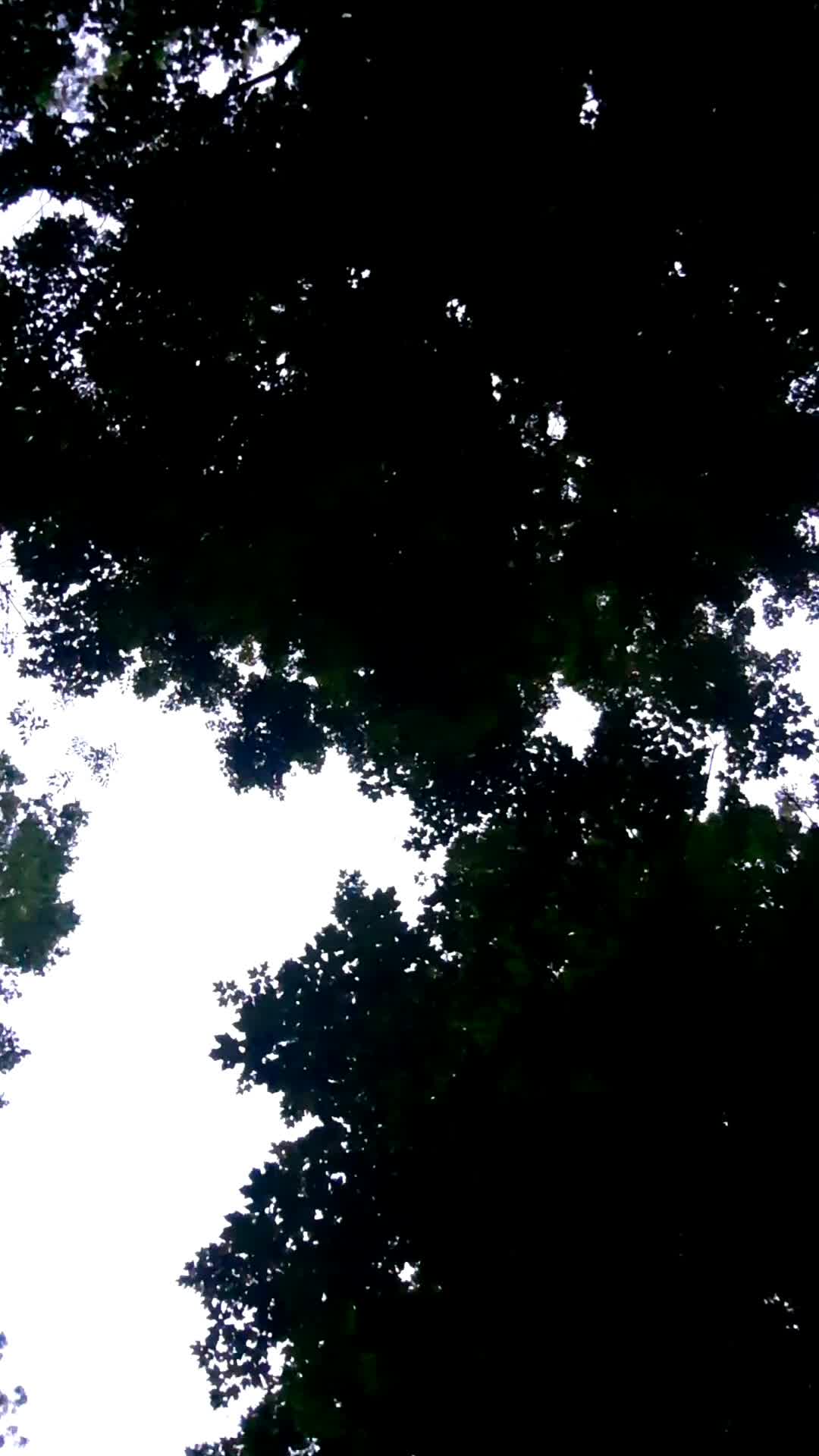 Robert H Treman State Park