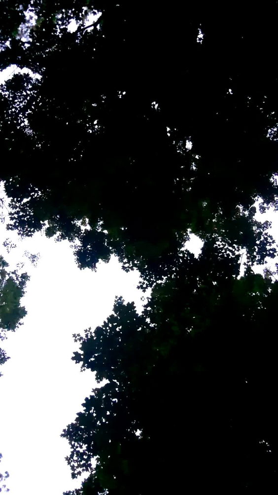 Robert H Treman State Park