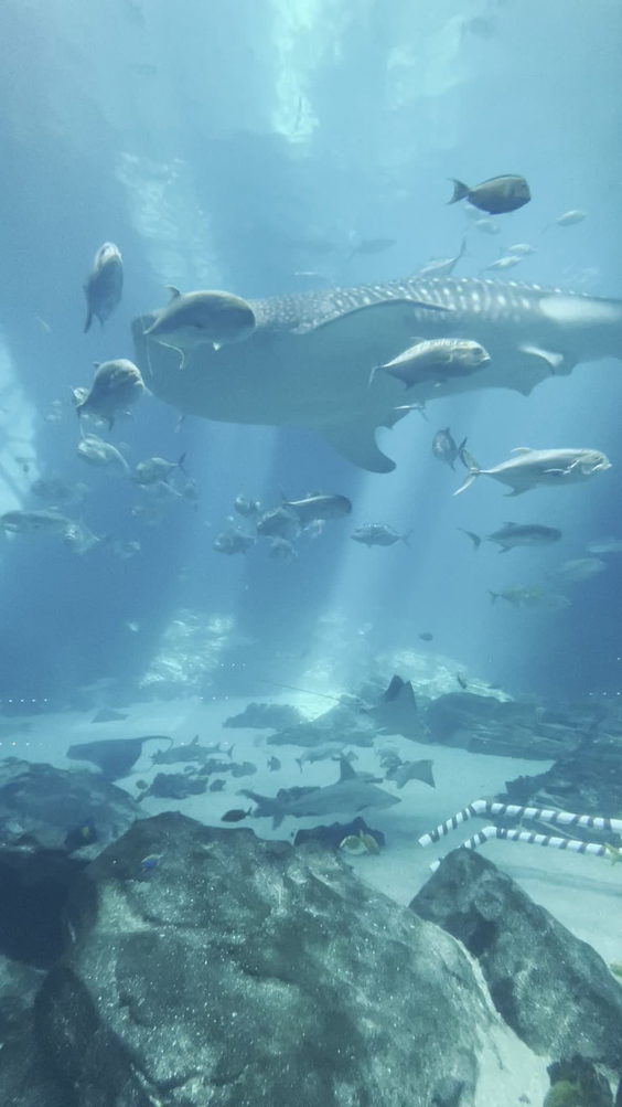 Georgia Aquarium