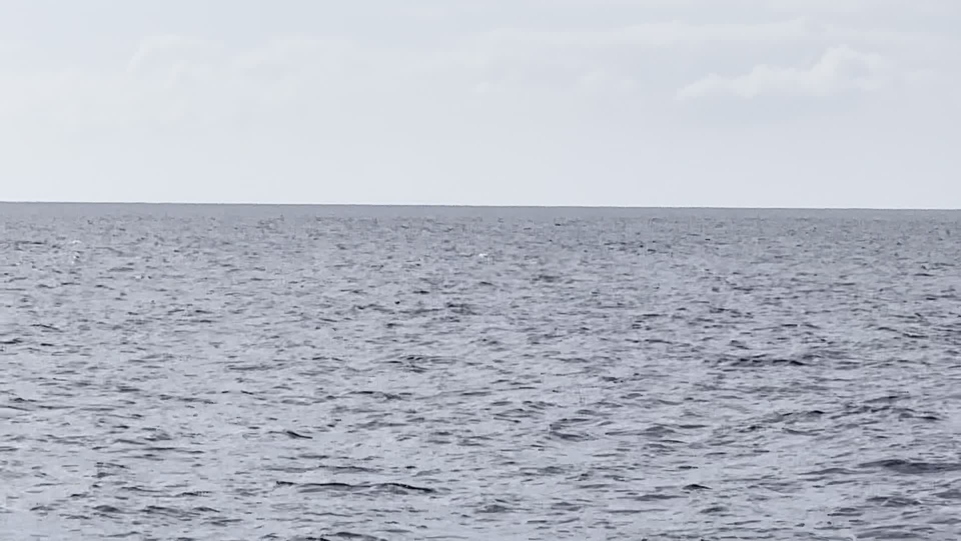 Sail Maui