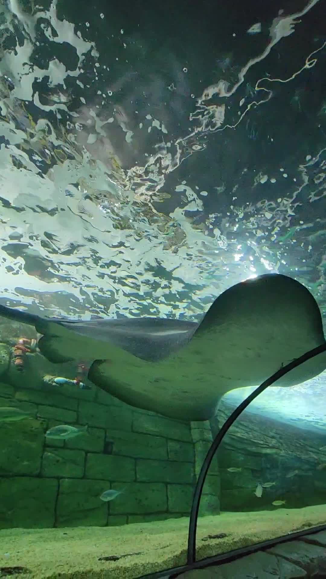 SEA LIFE Sydney Aquarium