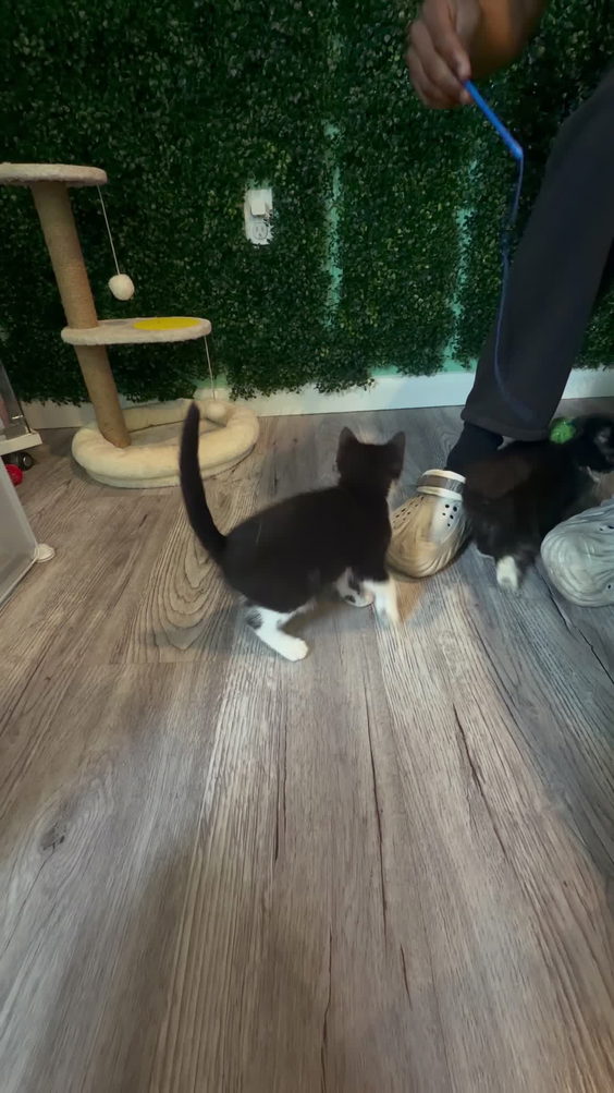 Cozy Kitty Cafe