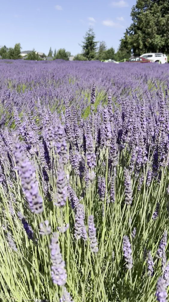 Purple Haze Lavender Gift Shop