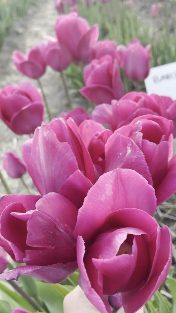 Lakeland Flowers