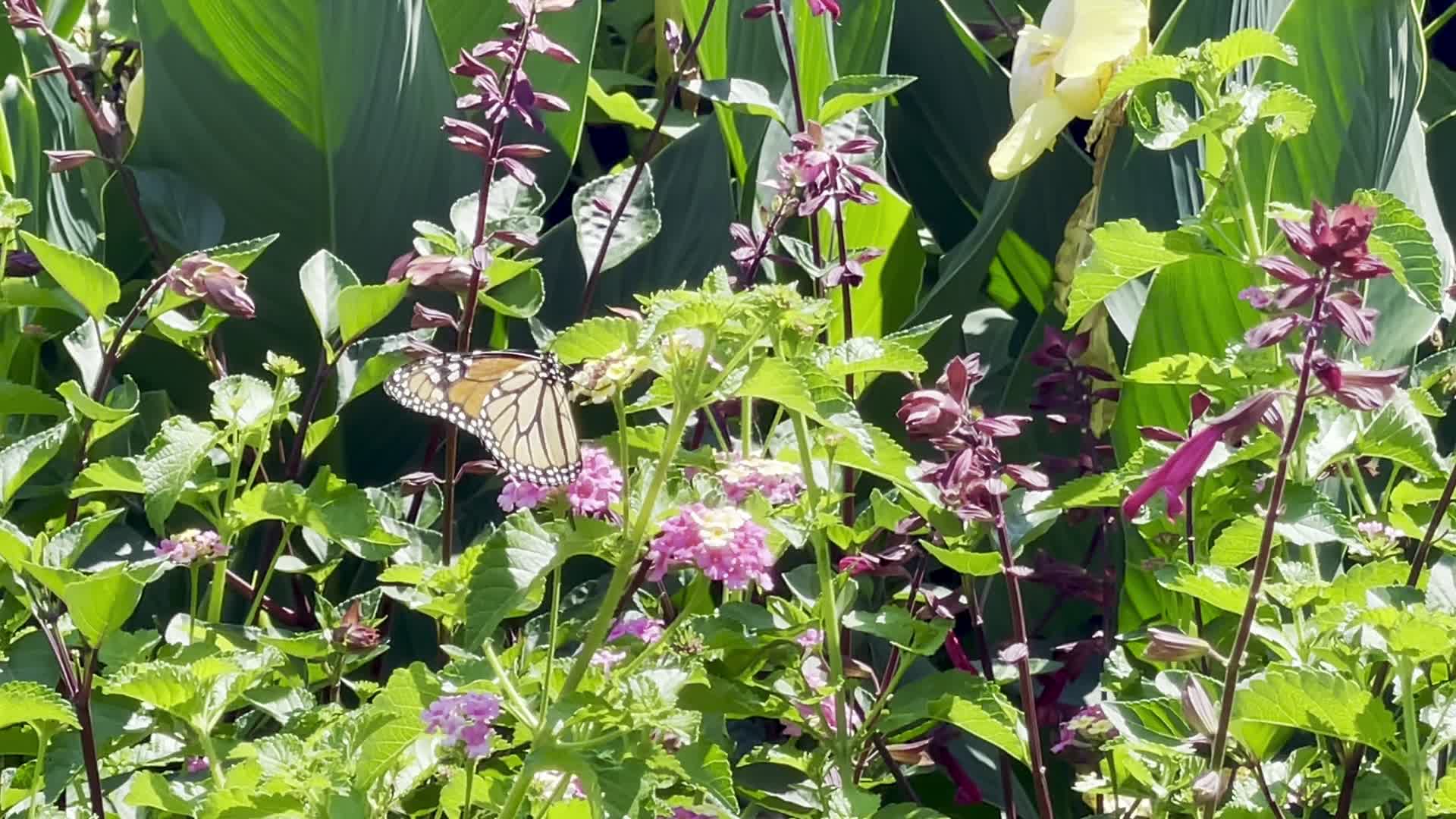 Video review of Cylburn Arboretum