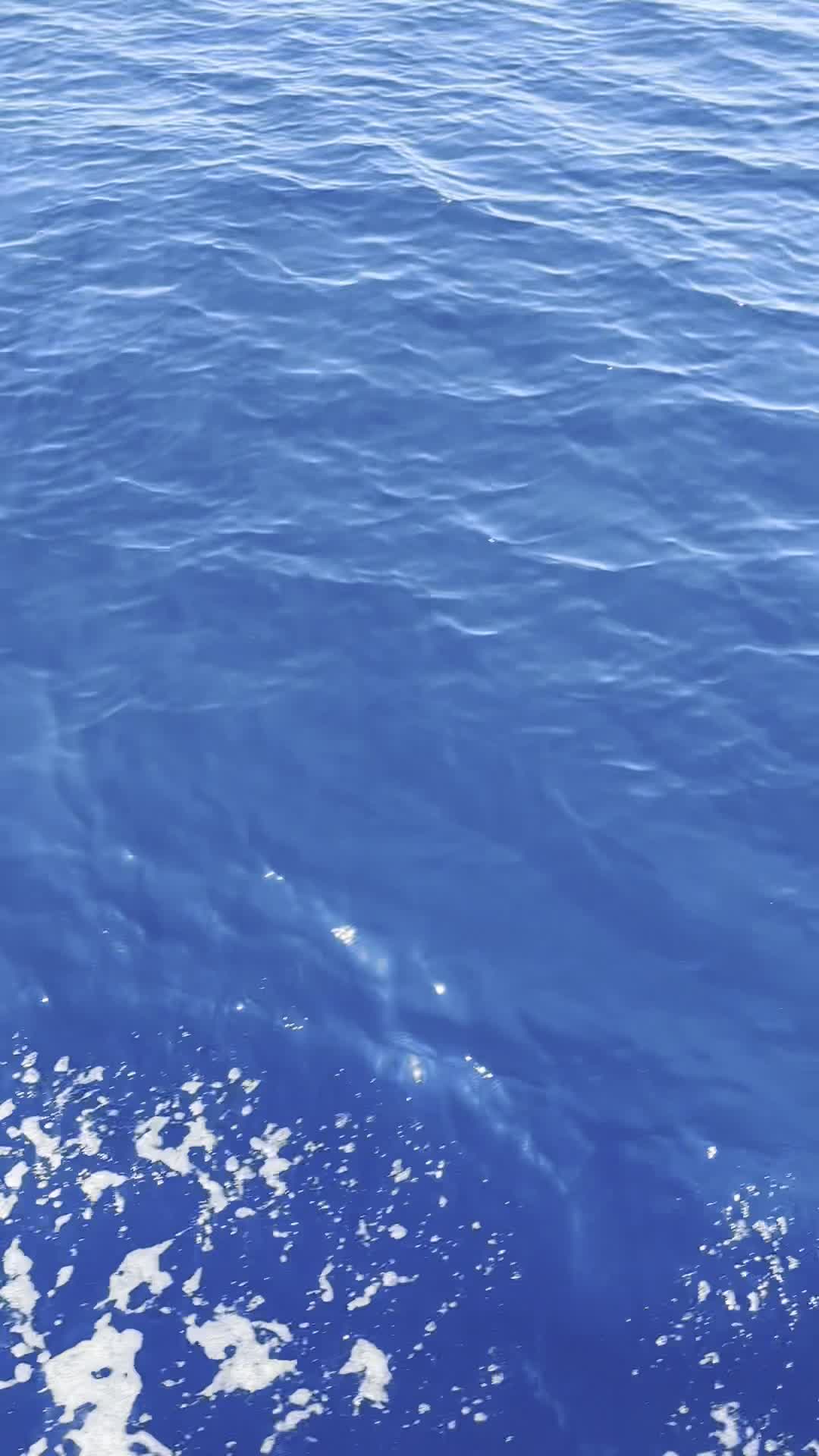 Video review of Ma'alaea Harbor