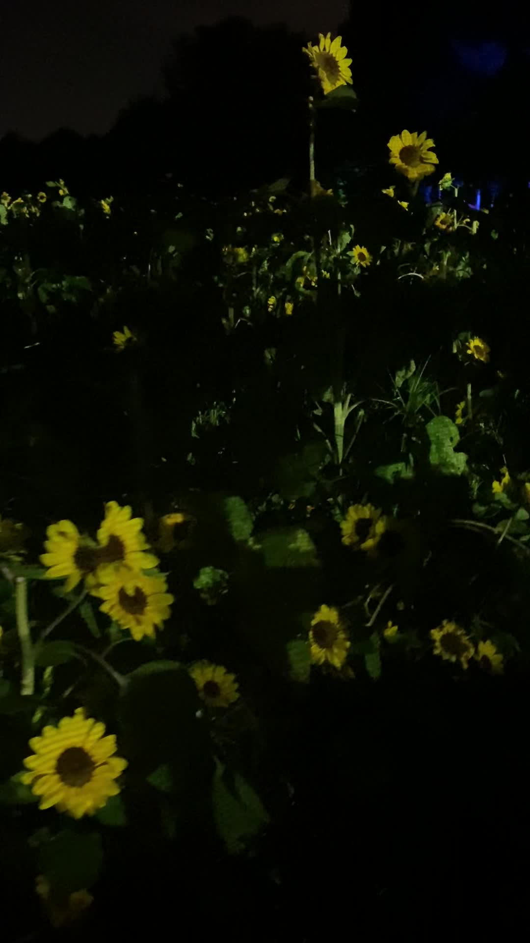 teamLab Botanical Garden Osaka