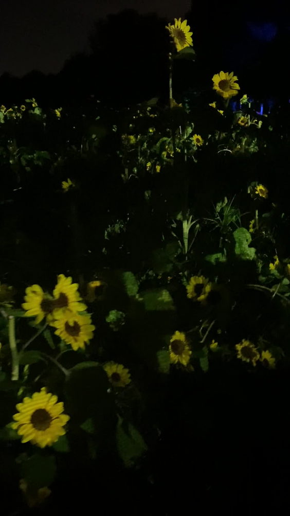 teamLab Botanical Garden Osaka