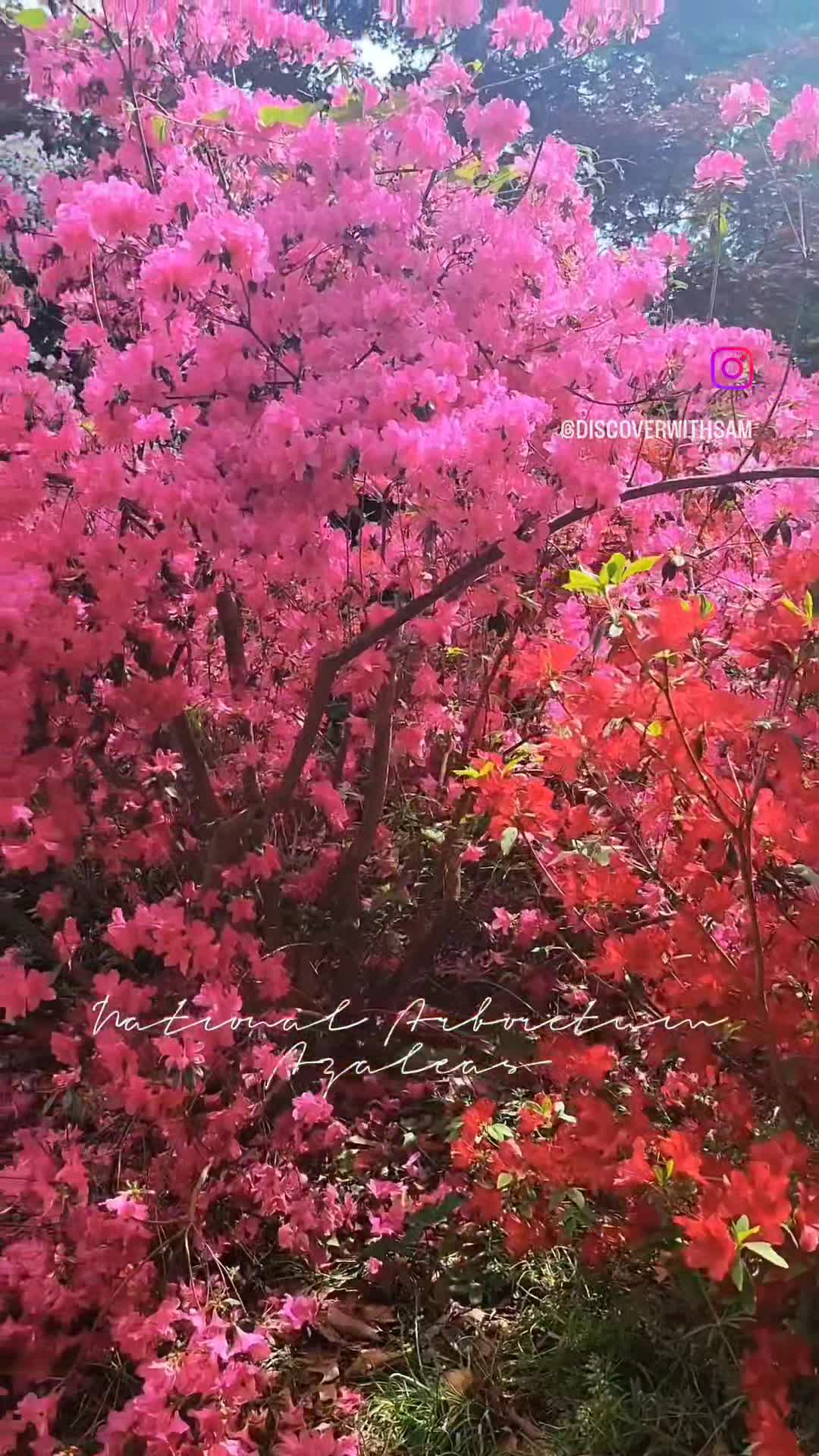 Video review of United States National Arboretum