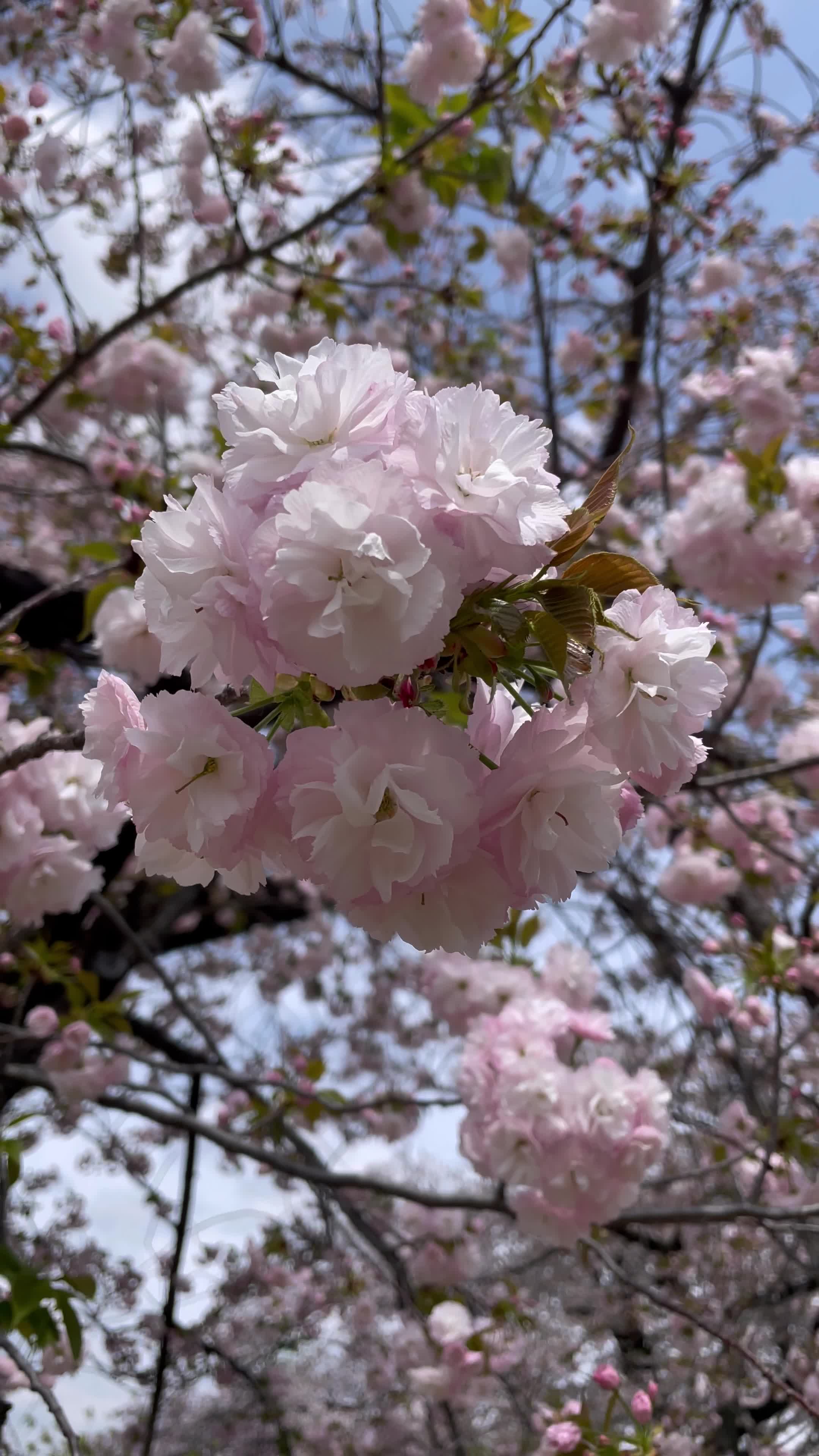 Shinjuku Gyoen National Garden