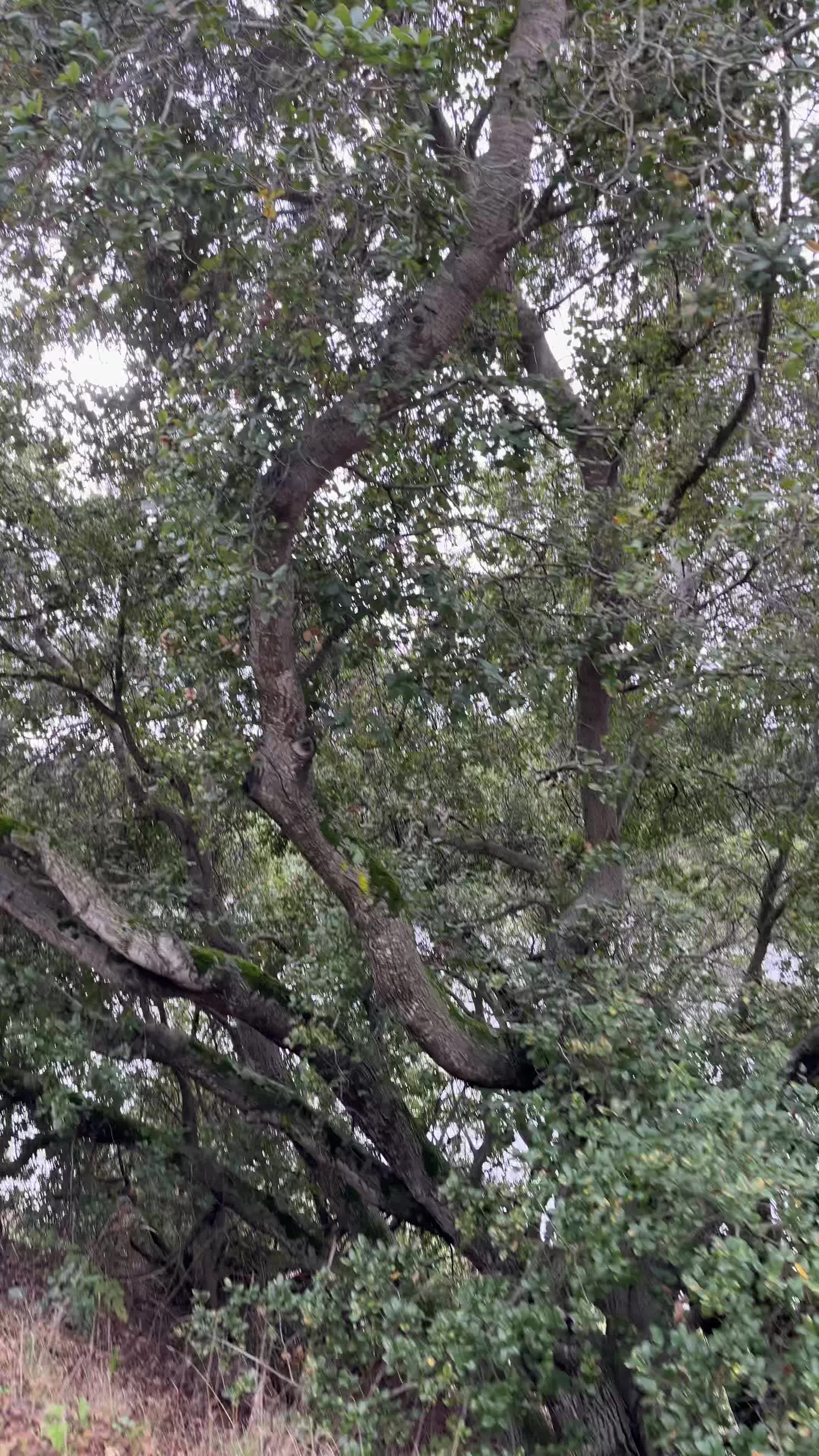 Video review of Lake Chabot Regional Park