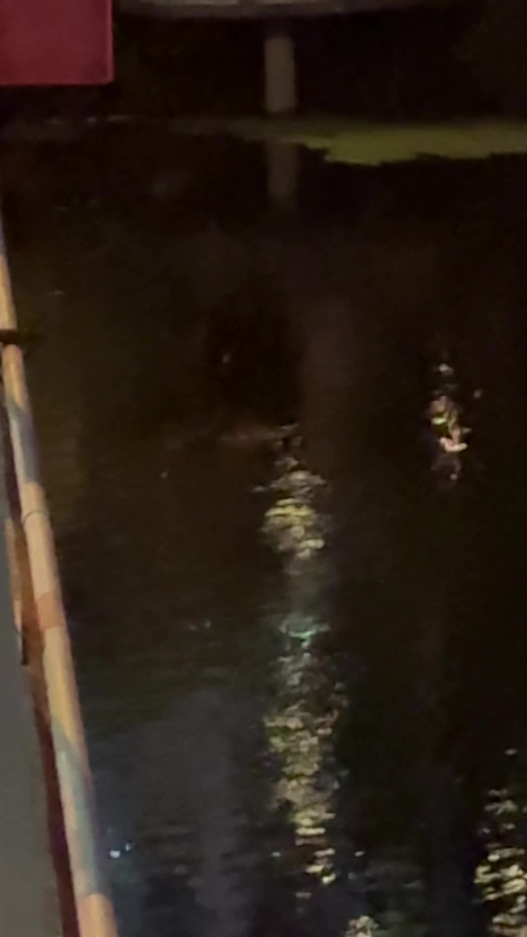 Bats Under South Congress Bridge