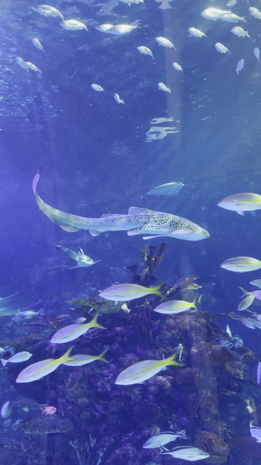 Aquarium At The Boardwalk