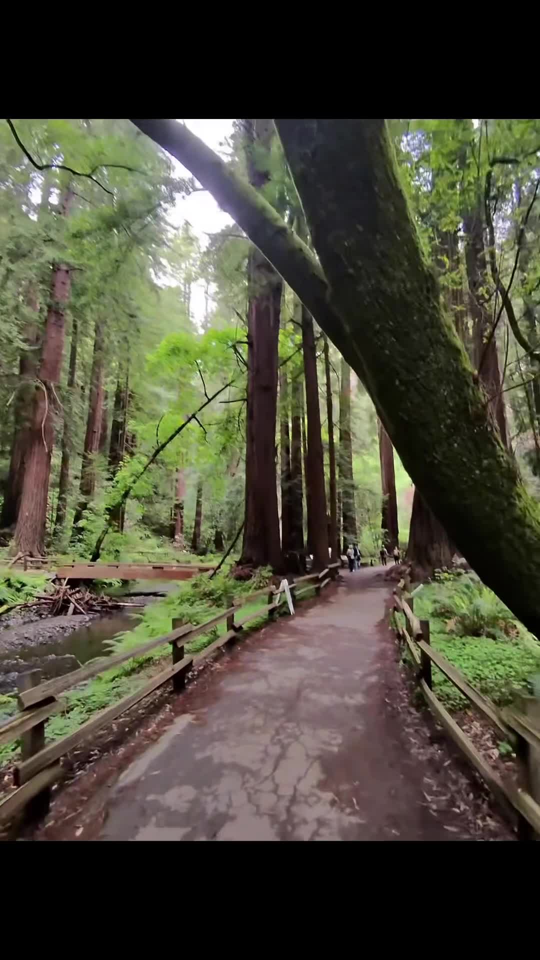 Video review of Muir Woods National Monument