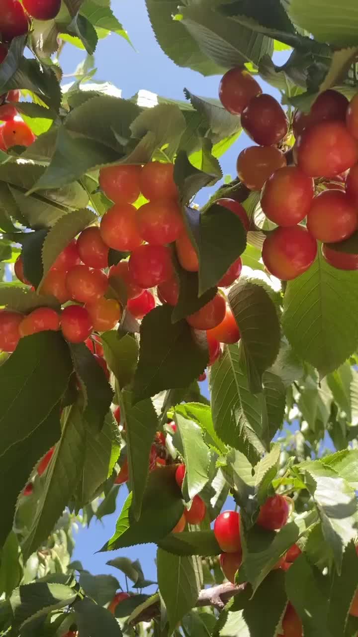 Villa del Sol Cherry Farm
